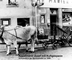 Appelmann Josef Althohlstr mit Kuhgespann 1956