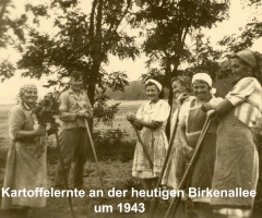 Kartoffelernte 1943