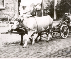 Nees Alois Marienstr mit Kühfuhrwerk