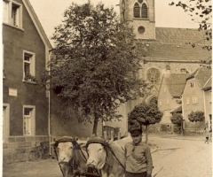 Sauer Nikolaus aus der Althohlstr