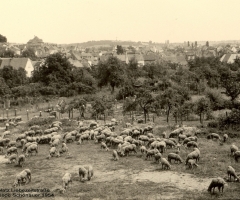 Liebezeitstr Dreschplatz 1954 gegenüber