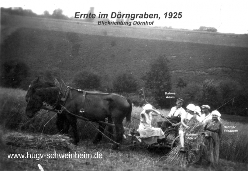 Elterhof Bahmer Ernte im Dörngraben 1925