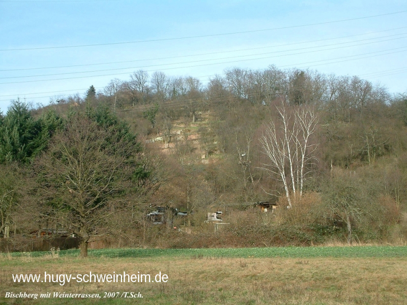 Bischberg Weinterrassen