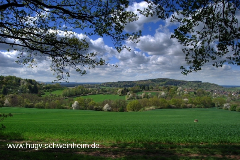 Schweinheim Blick (2)