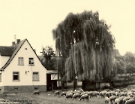 Liebezeitstr 24 Dreschplatz 1954