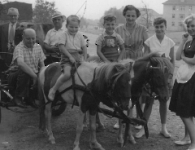 Touristenheim Adam Wehr Würzburger Str Aulbach Ponys