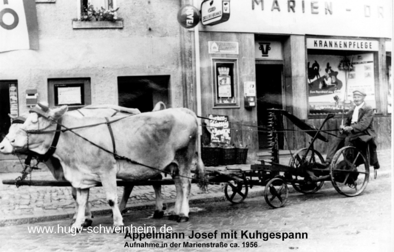 Appelmann Josef Althohlstr mit Kuhgespann 1956