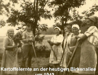 Kartoffelernte 1943