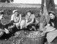 Kartoffelernte 1947
