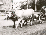 Nees Alois Marienstr mit Kühfuhrwerk