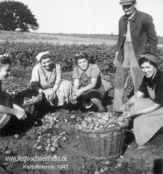 Kartoffelernte 1947
